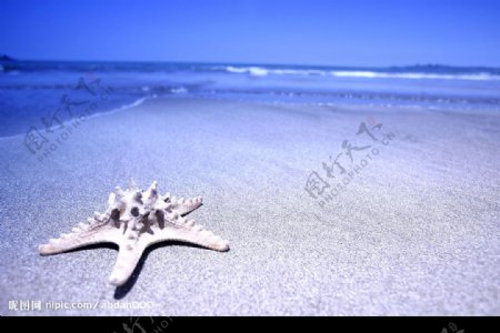 沙灘夏天海星图片