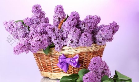 一篮子紫色丁香花图片