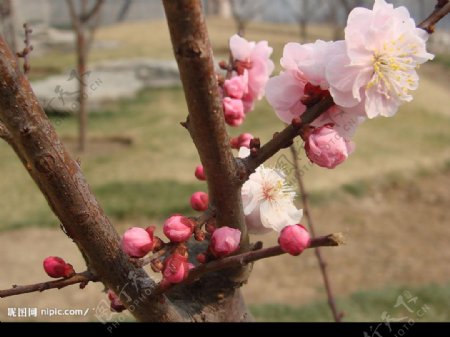 梅花图片