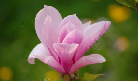 粉色玉兰花图片