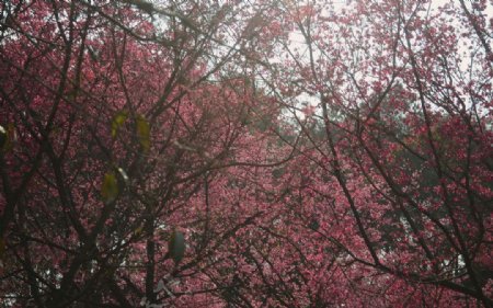南宁石门公园樱花图片