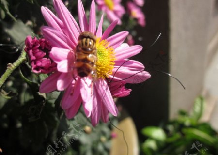 菊花蜜蜂图片