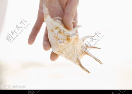 手拿海螺图片