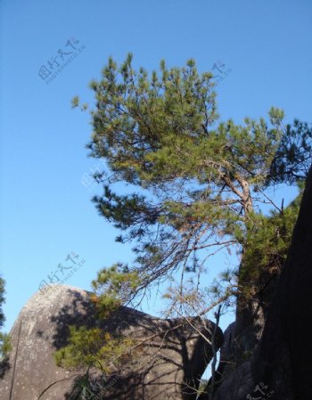 岩壁上的松树图片