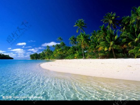 大海沙滩椰树蓝天图片
