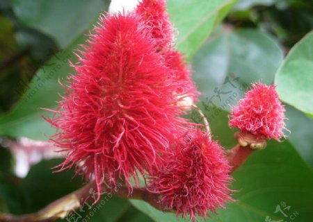 印尼植物图片