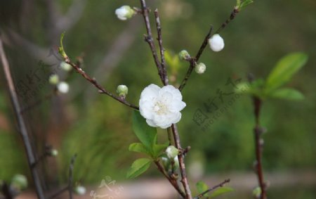 泉州森林公园白色桃花图片