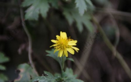 野菊花图片