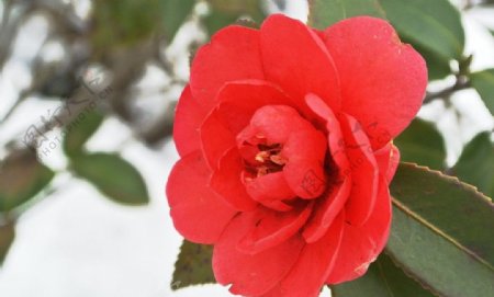 雪中红茶图片