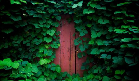 绿色绿墙红门图片