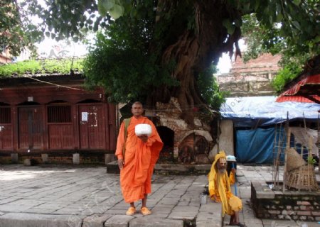 尼泊尔菩提树下的托钵图片