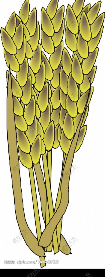 农业小麦麦穗图片