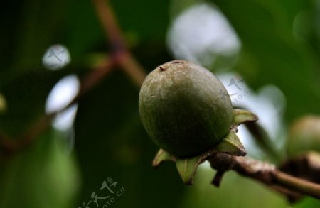 大叶紫薇果子图片