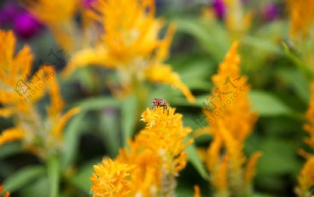 高清蜜蜂花朵图片