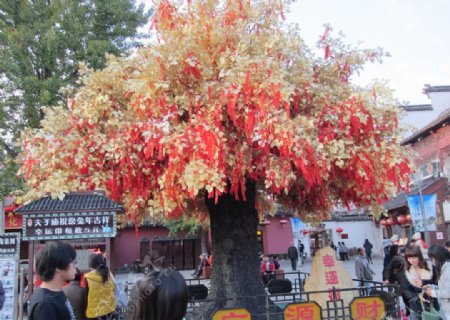 南京幸运树图片