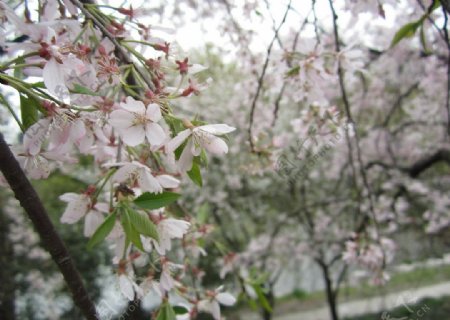玄武湖樱花图片