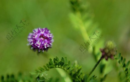 紫花黄芪图片