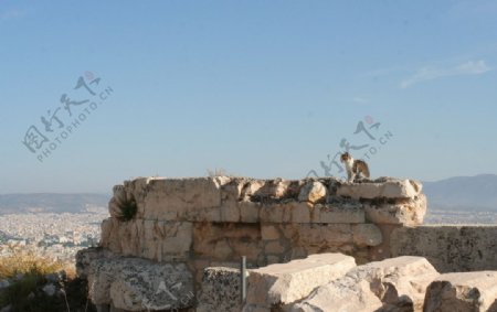 雅典卫城古迹上的猫图片