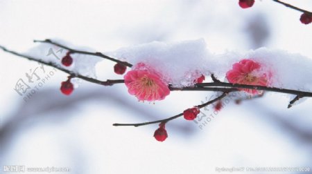 雪中冰冻花蕾图片