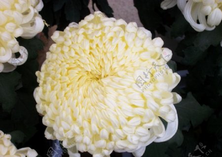 大朵白菊图片