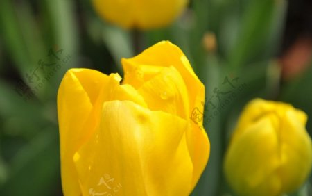 黄色郁金香图片