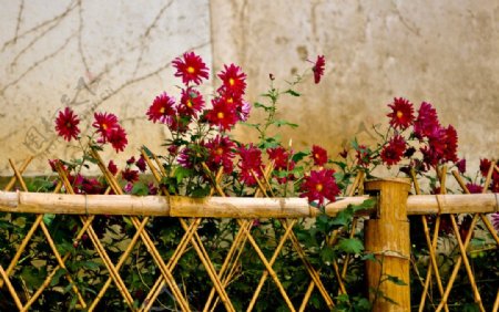 篱笆菊花图片