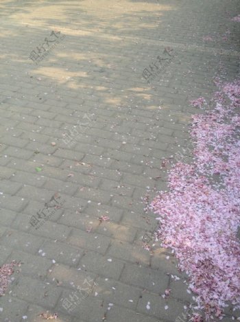 樱花瓣图片