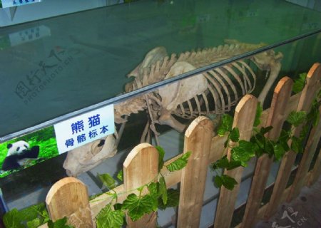 熊猫骨骼标本图片