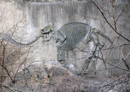 大象化石图片