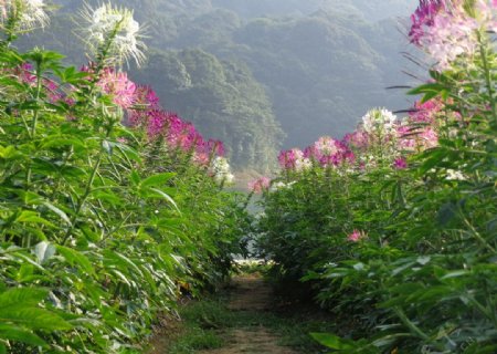 醉蝶花图片