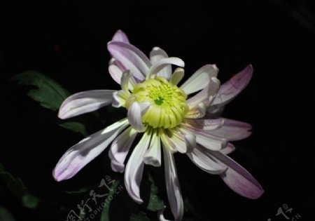 淡粉菊花图片