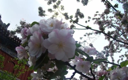 潭柘寺的海棠花图片
