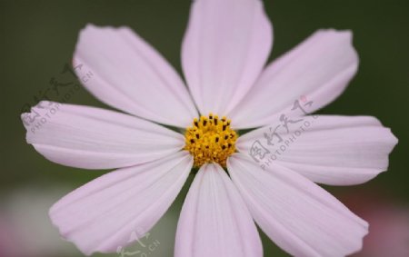 粉红色菊花图片