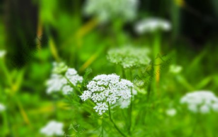 小百花图片