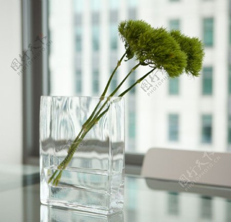 玻璃杯绿色小植物图片