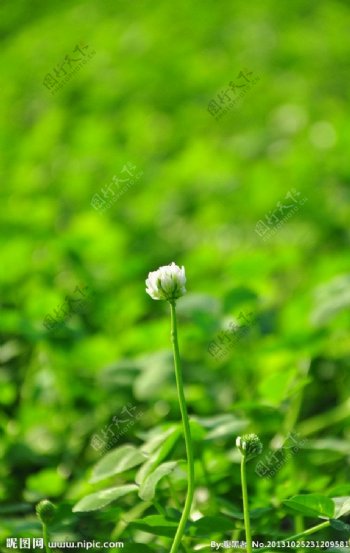 三叶草的花图片