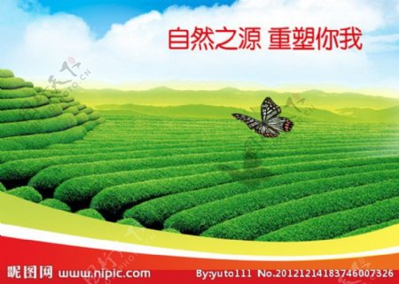 蓝天绿茶蝴蝶背景图片
