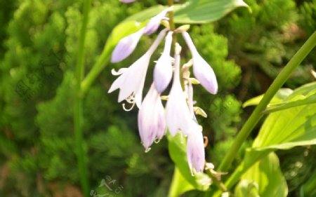 紫萼图片