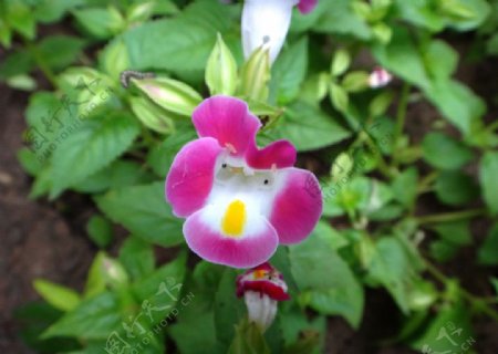 紫红夏堇图片