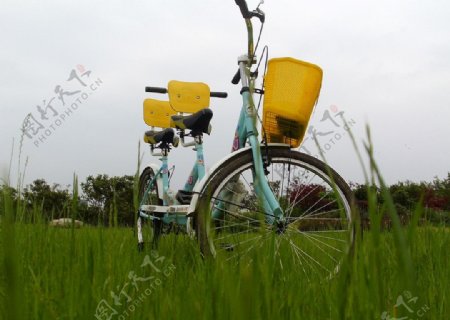 绿地单车图片