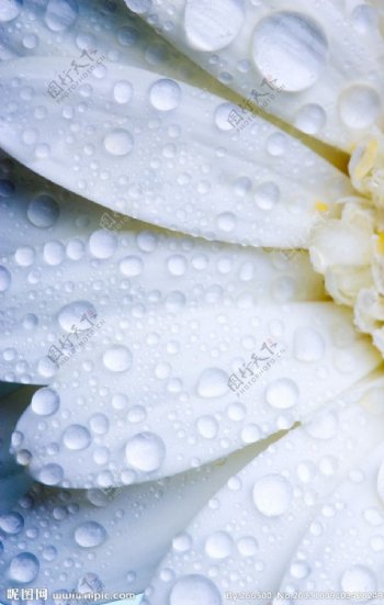 菊花瓣水滴水珠图片