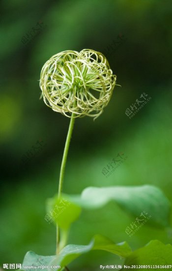 花球藤本花卉图片