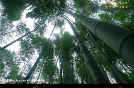 江楠竹山高山傲骨图片