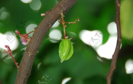 阳桃花图片