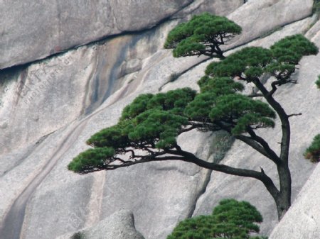 黄山松迎客松山石图片