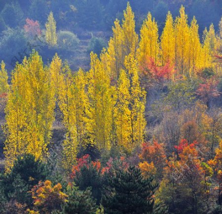 秋之风景图片