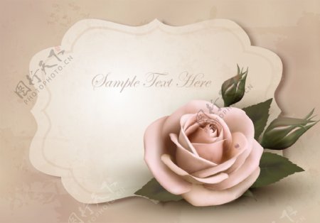 玫瑰花装饰卡片图片