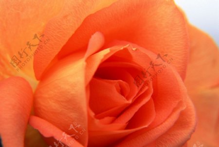 花朵玫瑰图片
