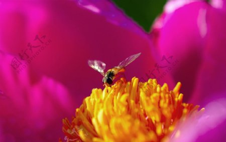 花和蜜蜂图片