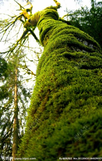 树木苔藓图片